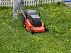 Ride-on mower cutting green lawn with dandelions and natural grass growth